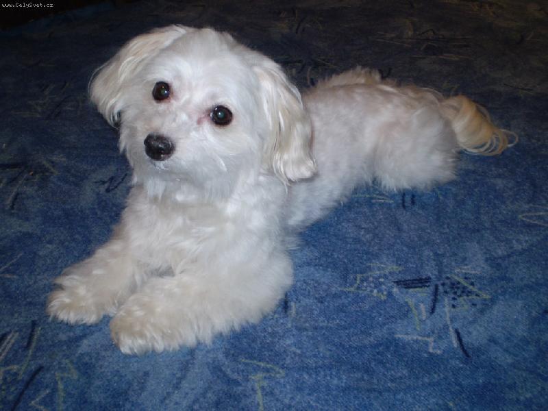 Foto: Bety odpočívá