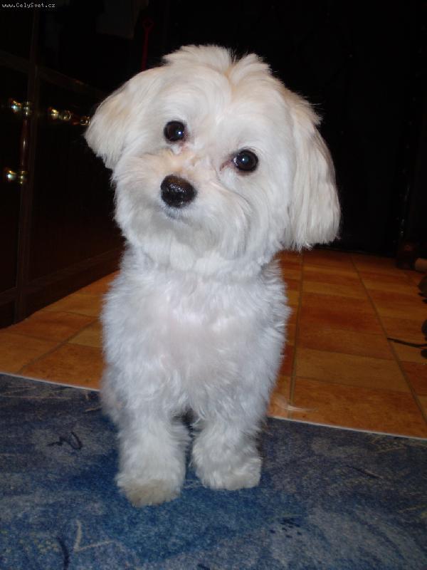 Foto: Bety je ostříhana