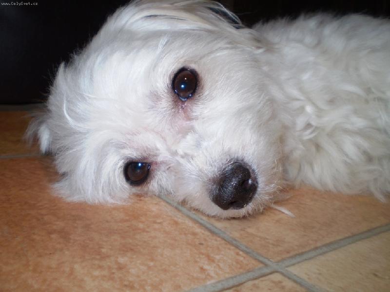 Foto: Tááák jsem unavená