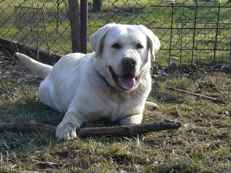 Foto: Cliffáček-Tak tadyk je na zahradě s klacíkem moje zlatíčko