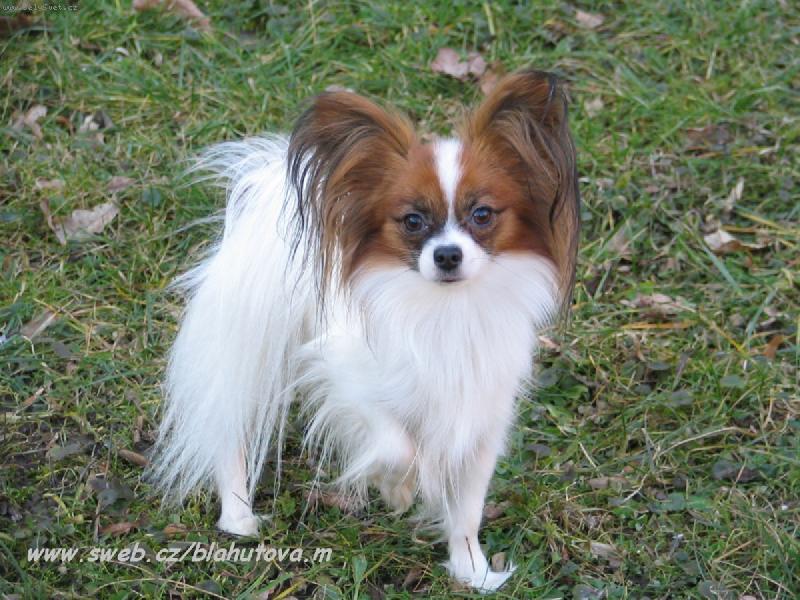 Foto: Eset porubský květ