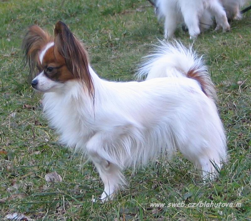 Foto: Eset porubský květ