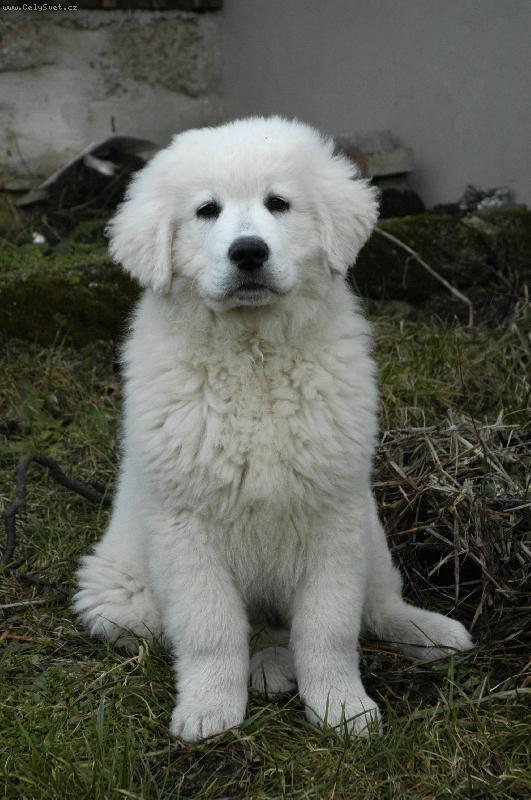 Foto: Čiro - necelé tři měsíce