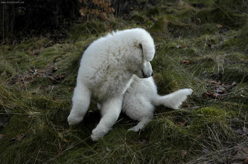 Foto: Skotačící Čiro - necelé tři měsíce