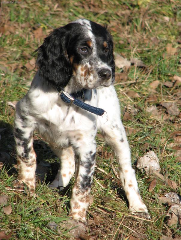 Foto: Fai Leslie Leven-astné ěňátko