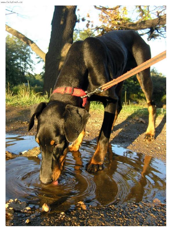 Foto: Už jako malá, ráda pila z louže.
