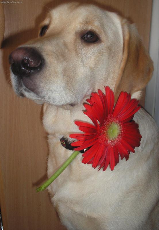 Foto: Krasavice-Brituška