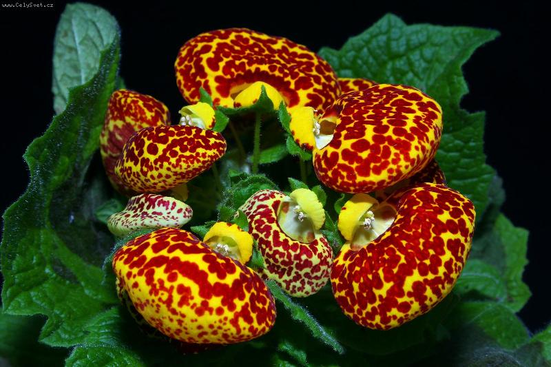 Foto: pantoflíček-pantoflíček, dmuloret