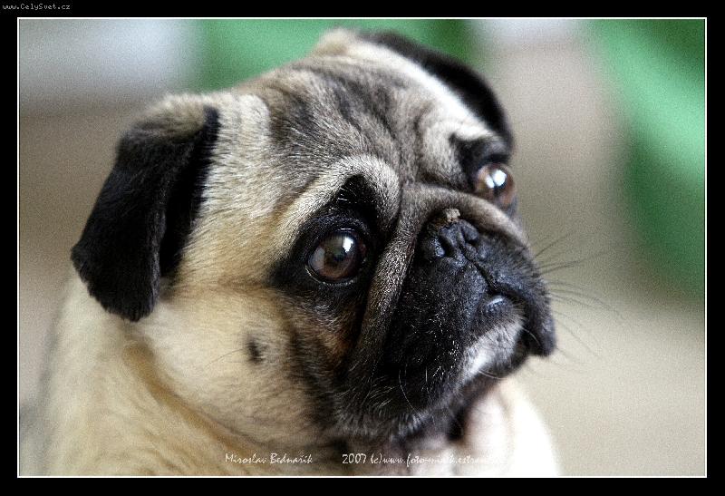 Foto: DENY-Náš mazel