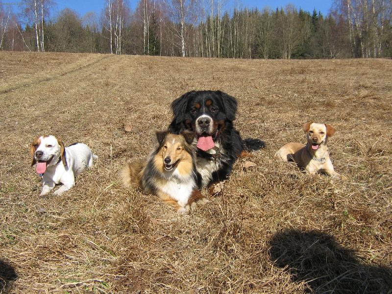 Foto: Brit, Beny, Kačenka a Betynka-Berňáček Brit, Bígl Beník, Šeltie Kačenka a kříženec jezevčíka Betynka