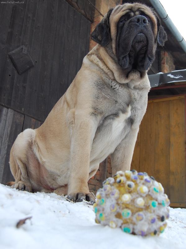 Foto: Dárek pod psa-Westgort Anticipation na www.mastiff.cz