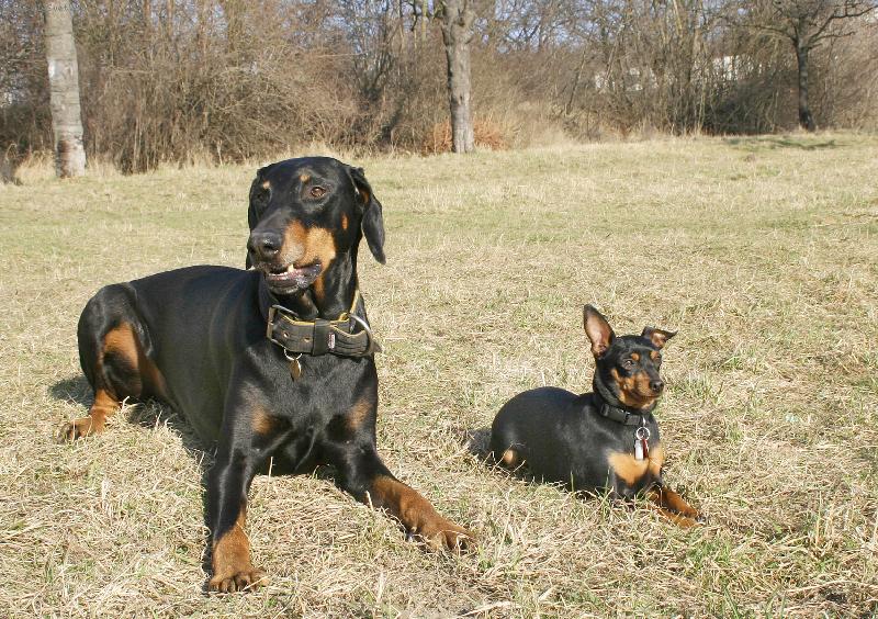 Foto: Malý-velký-Psí kamarádi