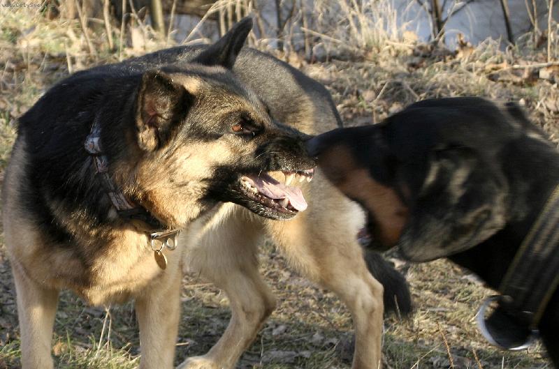 Foto: Sáhni na ten klacek a uvidíš!-Aportky při procházce