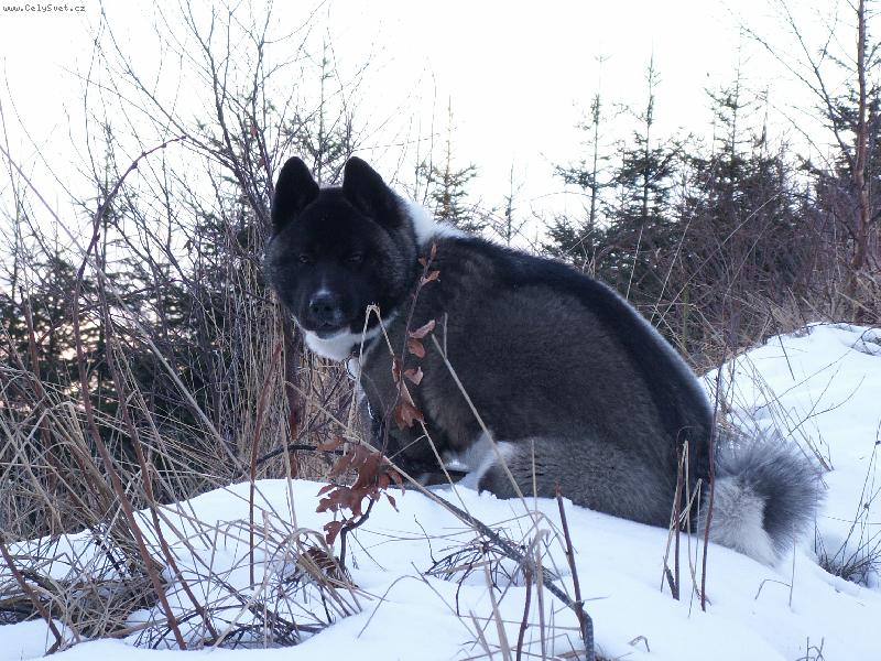 Foto: Akim-Akim štěně Arpa a Šebiny