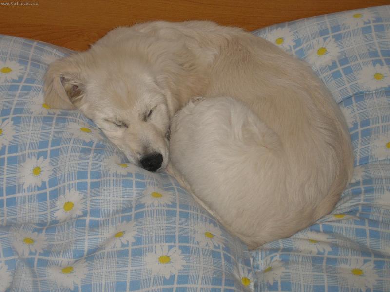 Foto: megy-zlatíčko