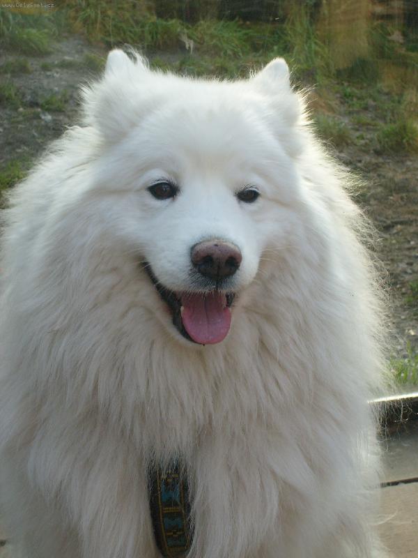 Foto: Roztomilý Samojed