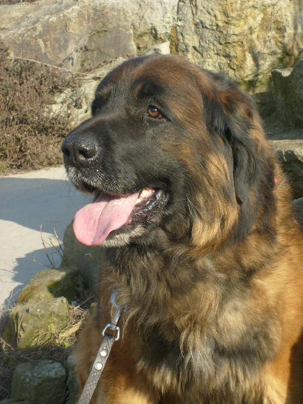 Foto: Zlatíí Leonberger