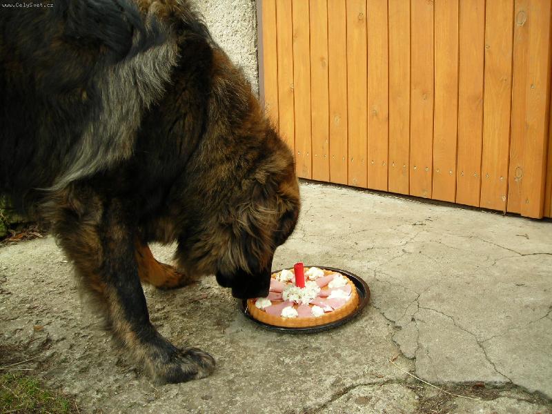 Foto: Narozeninová-Baša - 1 rok