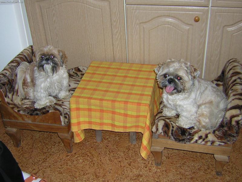 Foto: kde je večeře?