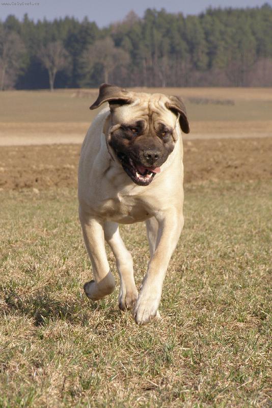 Foto: strašidýlko cválá :-)