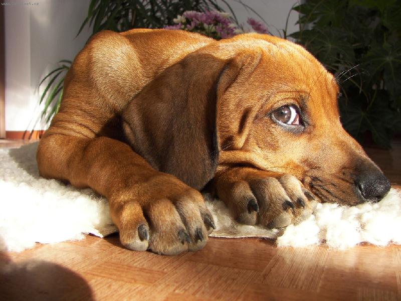 Foto: Albinka-..já nic...