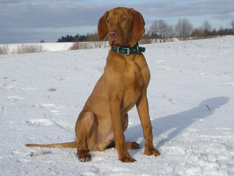 Foto: Barny na sněhu-náš krasavec v 5 měsících:)