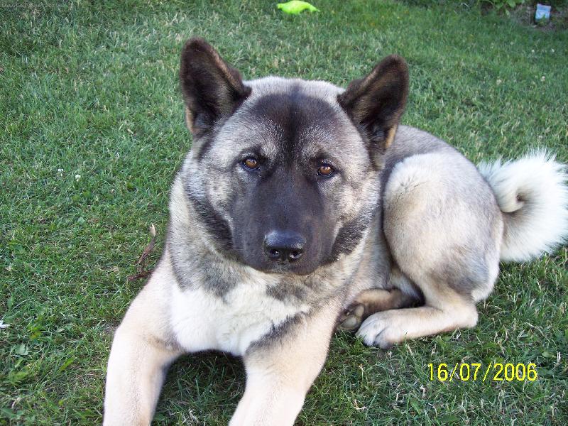 Foto: AMERICKÁ AKITA