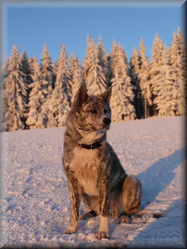 Foto: Feiko na sněhu-www.akita-feiko.estranky.cz