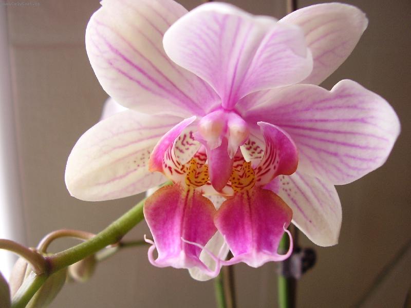 Foto: Dvojtý květ-Phalenopsis