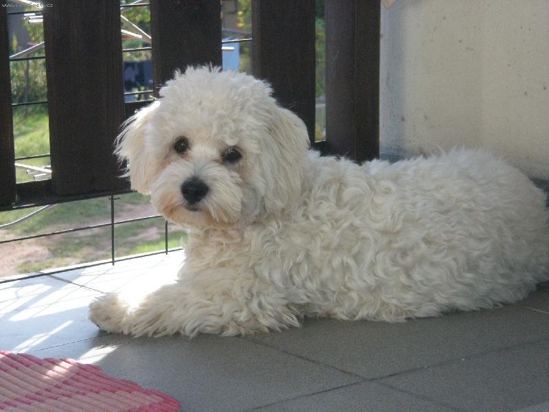 Foto: balkonaček-čučím na holky