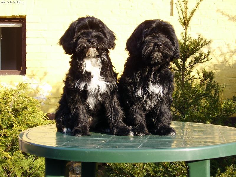 Foto: Agáta a Alma-4 měsíce