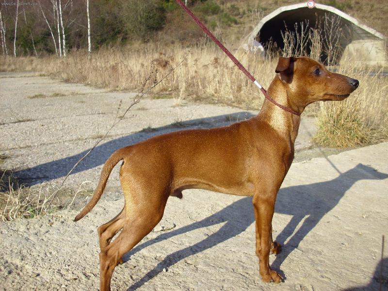 Foto: tak má vypadat trpasličí pinč-Askari z IRU