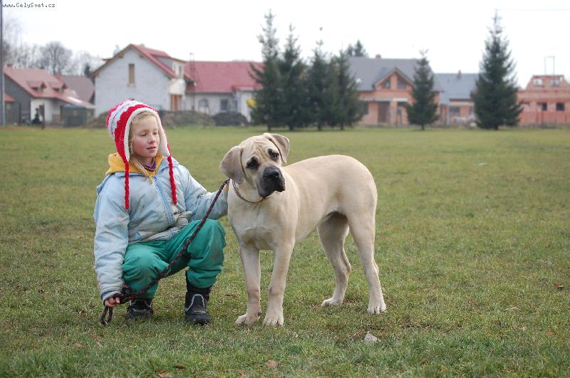 Foto: Boerboel- Istra from South Afrika(5 měsíců)-"Sofie"  s Haničkou  na cvičišti