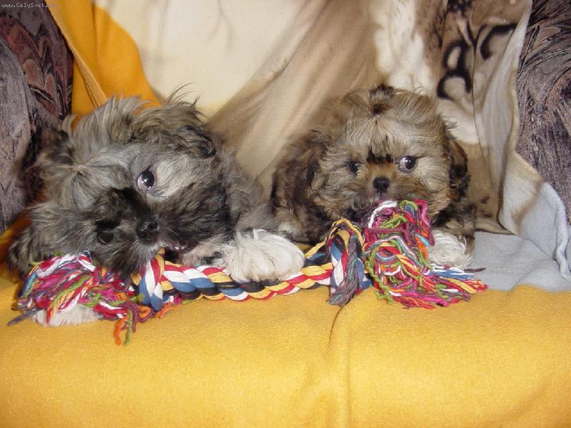 Foto: Charlie a Niki bráškové