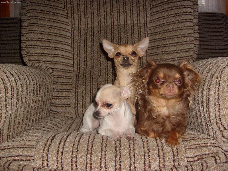 Foto: Magali, Natálka a Terezka-trojka