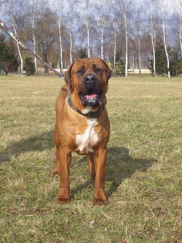 Foto: Jch, Atsuko of Malizi Doghouse-Atsuko , 18 měsíců