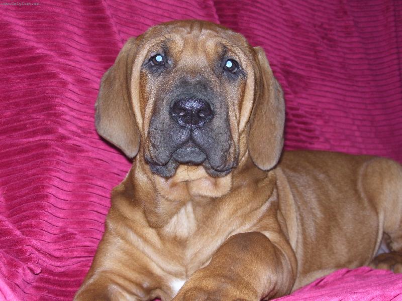 Foto: Benkei of Malizi Doghouse