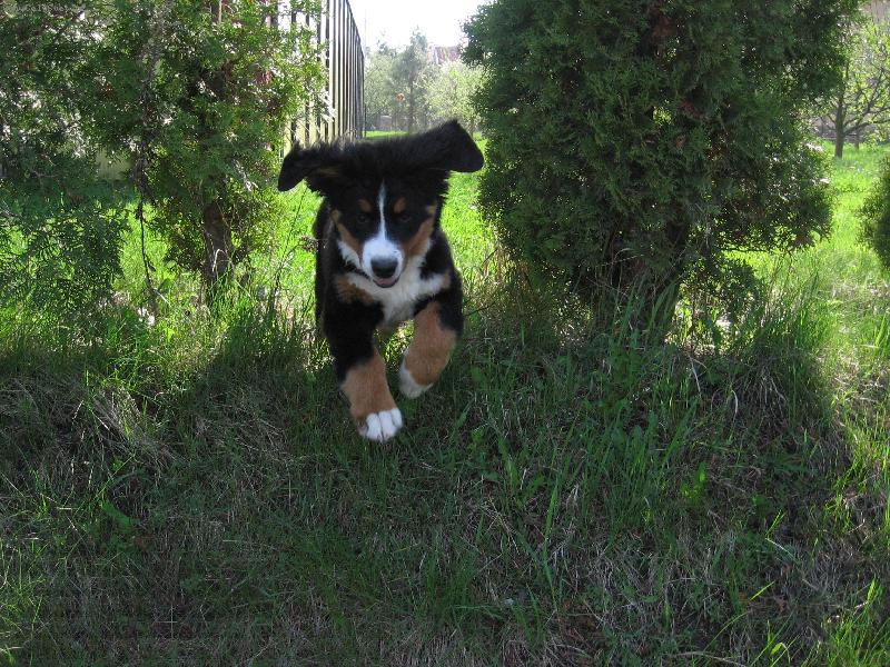 Foto: Jessie z Hodolan-S radostí a třeba i po hlavě :-)