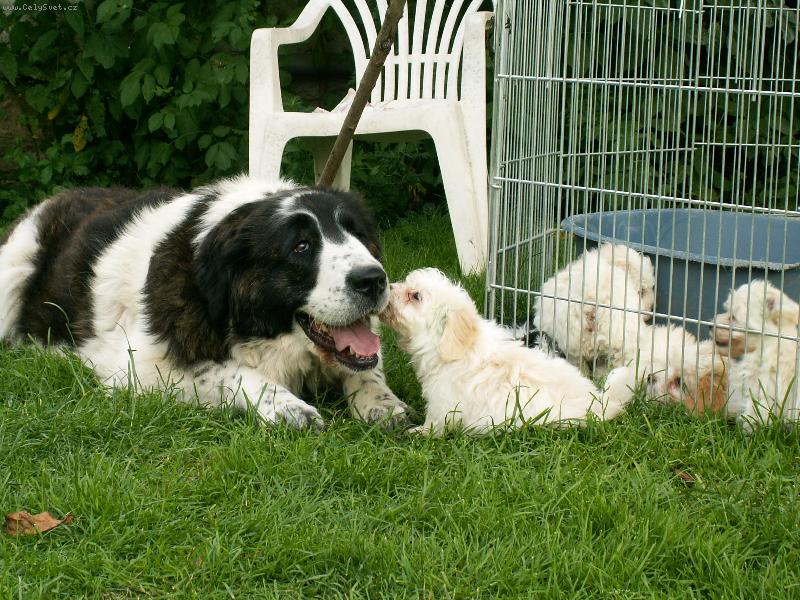 Foto: Egina Bohemia Vampirelli-mastinka a štěňata havanských psíků