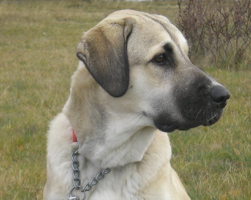 Foto: Bessy, 10 měsíců