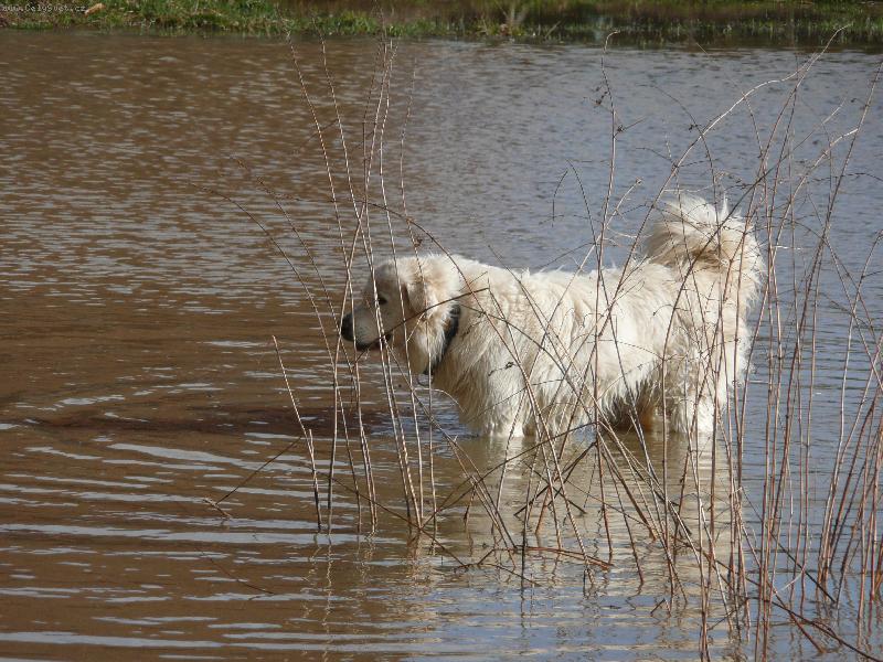Foto: miluju každou vodu