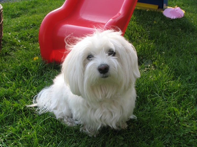 Foto: Sandy-miláček Sandy