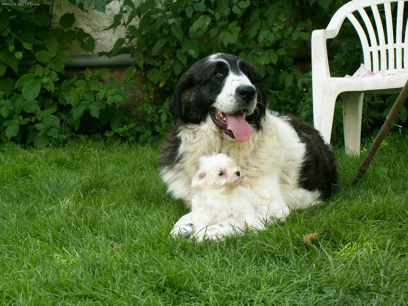 Foto: Pyrenejský mastin a štěně havanského psíka-malý a velký kamarád