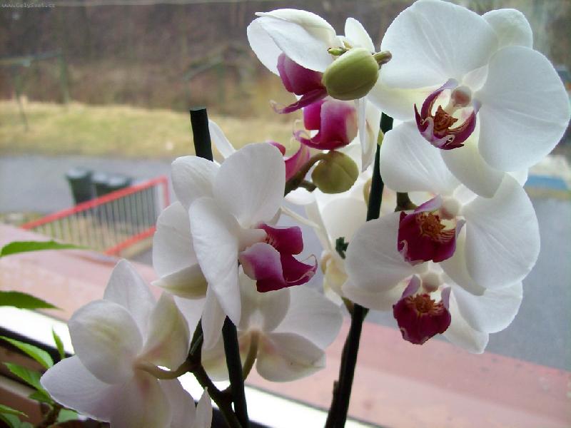 Foto: Můrovec-Růžovo- bílý