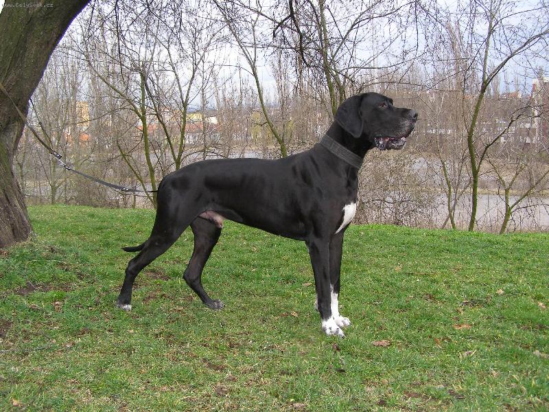 Foto: Dante Český Sirius