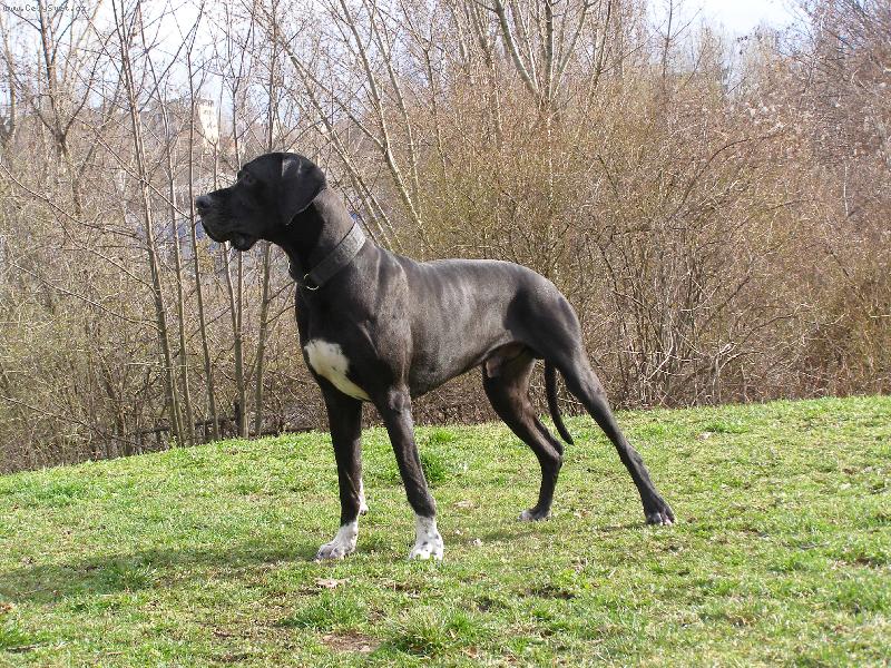 Foto: Dante Český Sirius