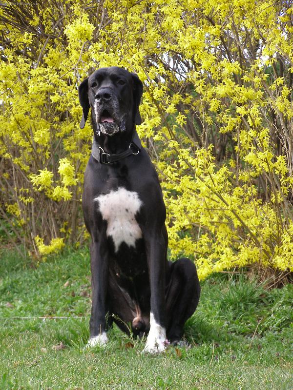 Foto: Dante Český Sirius