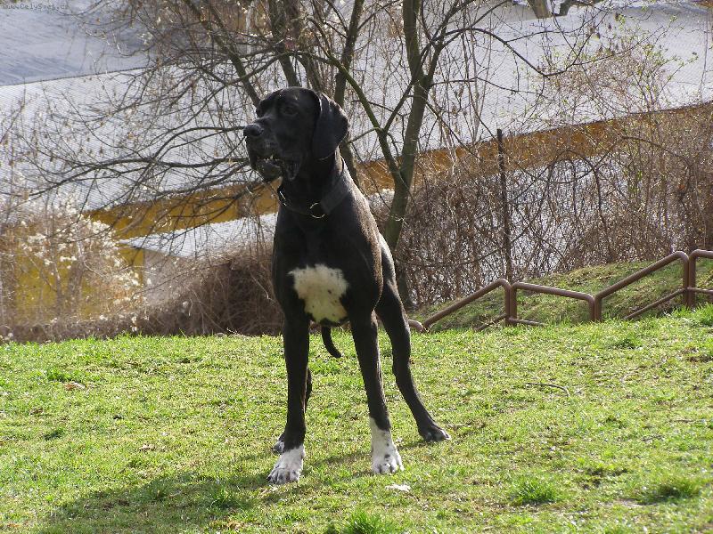 Foto: Dante Český Sirius