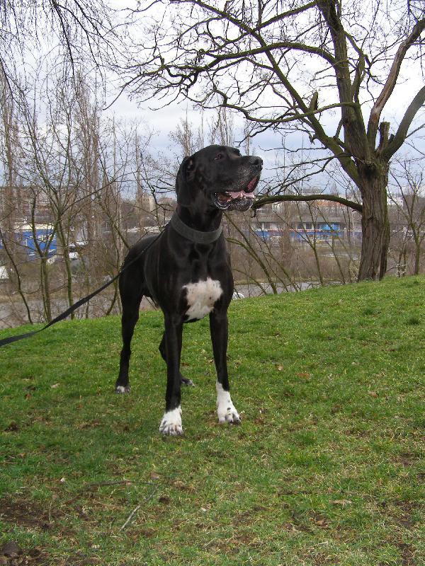 Foto: Dante Český Sirius