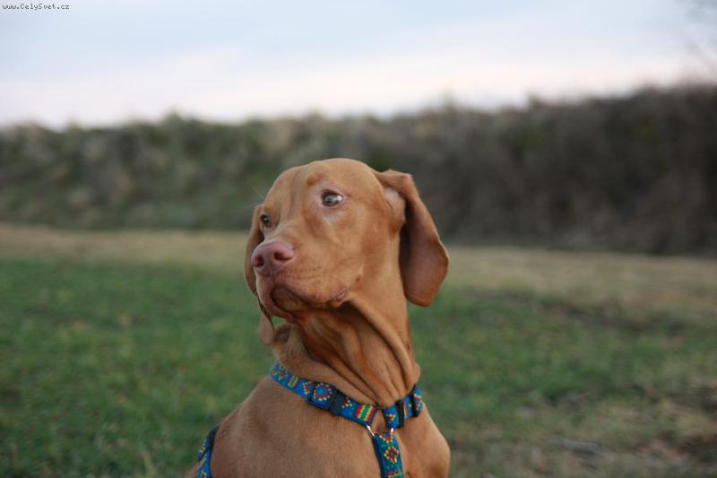 Foto: Akční Danny-Danny